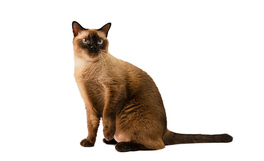 Siamese cat isolated on white and looking at camera