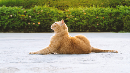 Ginger tabby cat sitting on the street