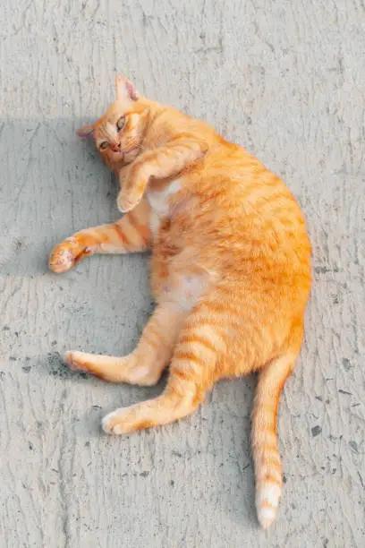 Photo of Big Ginger cat lying on the concrete road