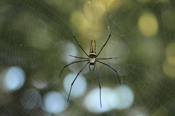 istock Golden orb-web spider on the web in a field with a blurry background 1509374569