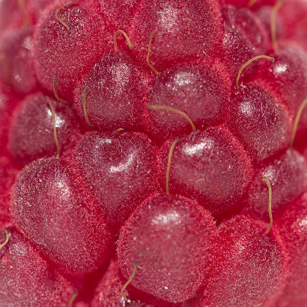 Raspberry background stock photo