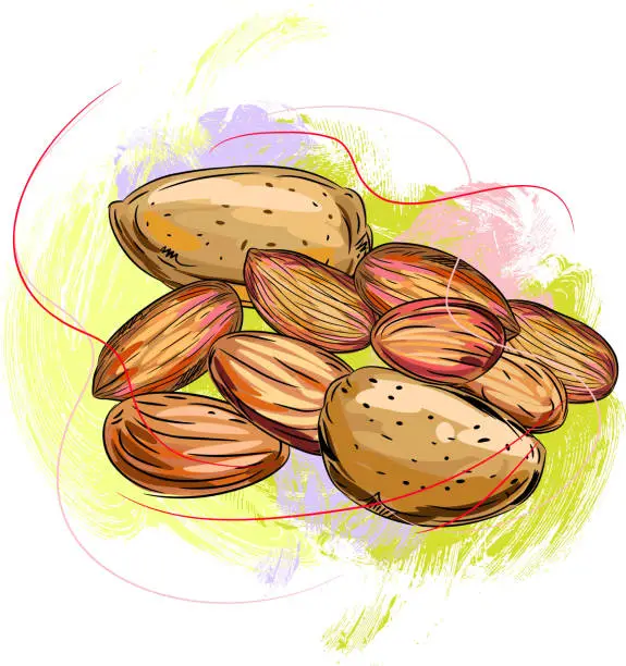 Vector illustration of Fresh Almonds
