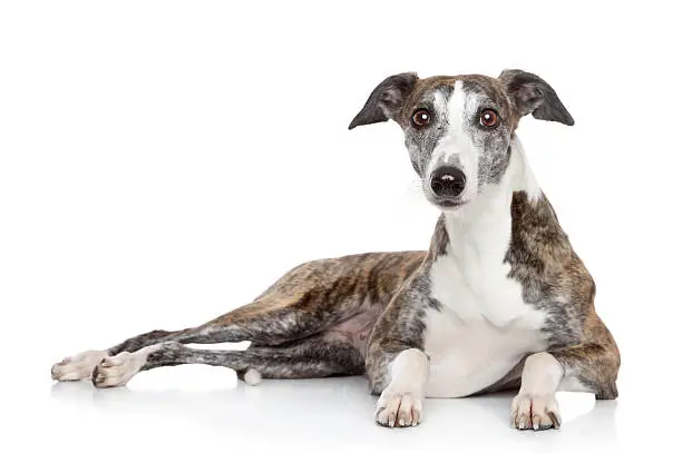 Young Whippet dog lying on a white background