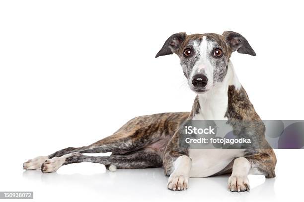 Whippet Leżeć Na Białym Tle - zdjęcia stockowe i więcej obrazów Greyhound - Greyhound, Białe tło, Whippet