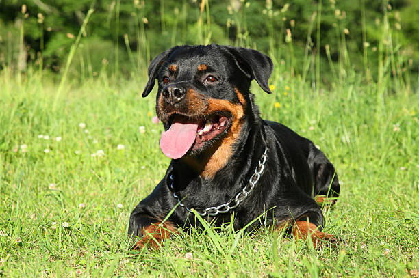 istock Rottweiler dog lying on green grass 150938105