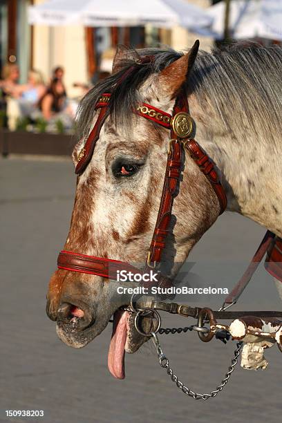Tired Horse Stock Photo - Download Image Now - Boredom, Horse, Animal