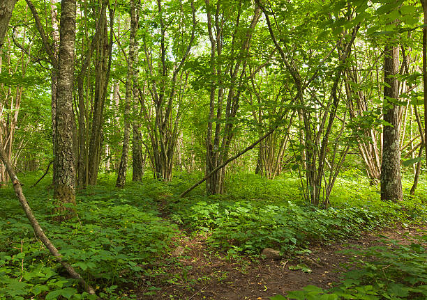 Lush Green woods-Fort Harrison Indiana