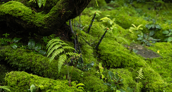 Moss and fern style plants proliferate grow cover stump the forest floor in the garden.