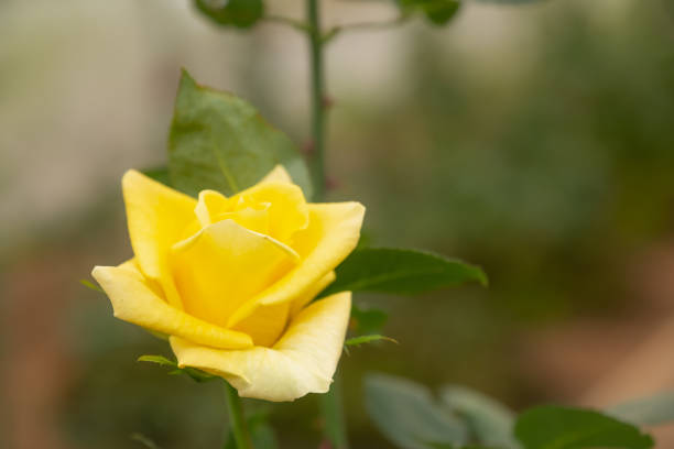 istock Yellow rose in flower garden 1509385934