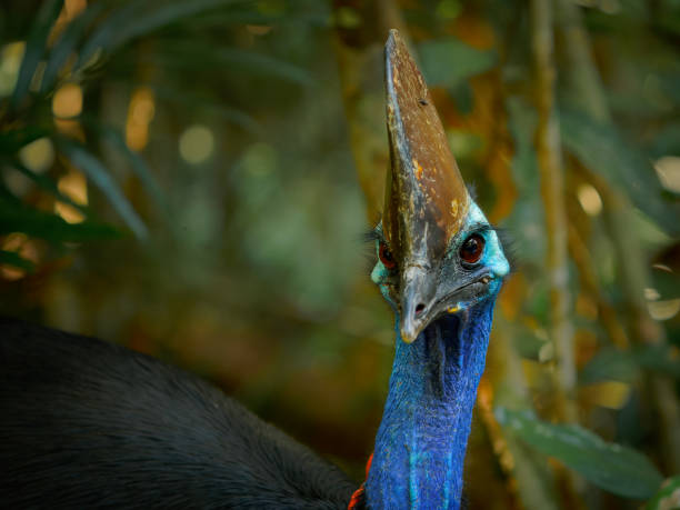 istock Southern Cassowary - Casuarius casuarius also Double-wattled or Australian or Two-wattled cassowary, large flightless black bird, ratite related to the emu, ostriches, rheas and kiwis, in the rainforest near Cairns 1509388178
