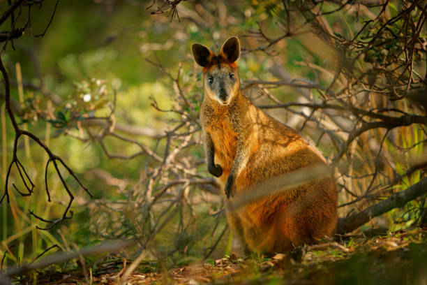 sumpfwallaby - wallabia bicolor kleines makropoden-beuteltier aus ostaustralien. bekannt als schwarzes wallaby, schwarzschwanzwallaby, farnwallaby, schwarze pademelone, stinker und schwarzer stinker - kangaroo outback australia sunset stock-fotos und bilder