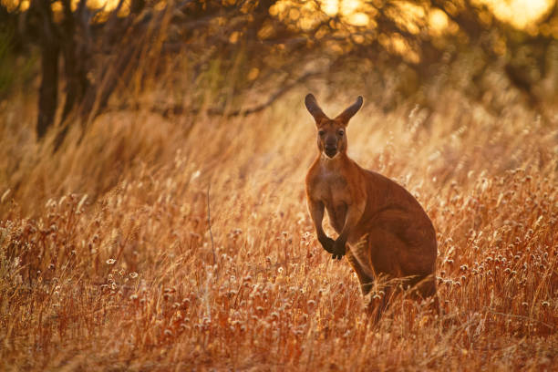 istock Common Wallaroo - Osphranter robustus also called euro or hill wallaroo, mostly nocturnal and solitary, loud hissing noise, sexually dimorphic, like most wallaroos, kangaroo in the evening 1509390789