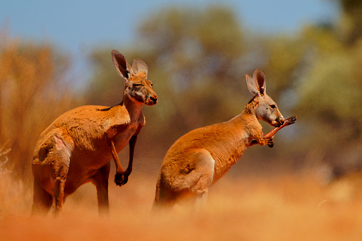 Two Kangaroos feeding one looking at the camera