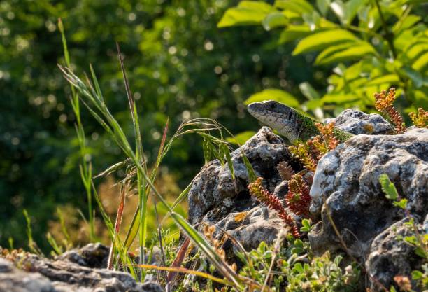 nahaufnahme einer madeirischen mauereidechse, die auf einem zerklüfteten felsen auf einer grasbewachsenen wiese sitzt - rock flower crag close up stock-fotos und bilder