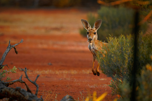 Young male Kangaroo standing on grass at the beach on a sunny day