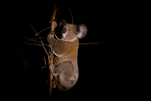 The koala or, inaccurately, koala bear is an arboreal herbivorous marsupial native to Australia. It is the only extant representative of the family Phascolarctidae and its closest living relatives are the wombats, which are members of the family Vombatidae.