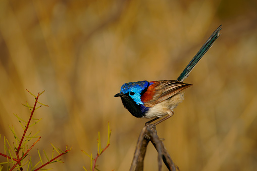 a bird feeds near Minca, Colombia