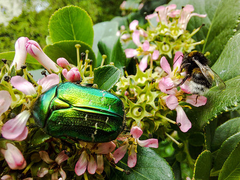 green beetle and bee on pink flowers