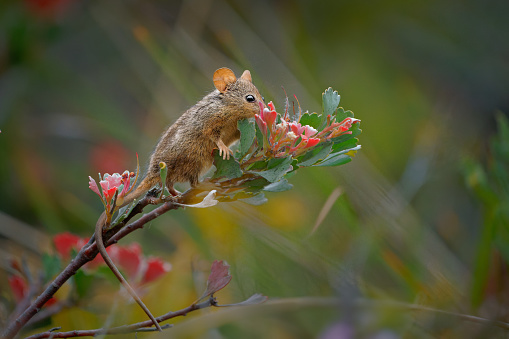 Honey Possum or noolbenger Tarsipes rostratus tiny marsupial feeds on the nectar and pollen of yellow bloom, important pollinator for Banksia attenuata and coccinea and Adenanthos cuneatus.