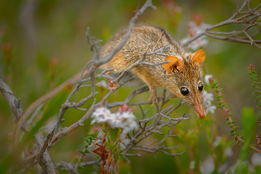 Honey Possum or noolbenger Tarsipes rostratus tiny marsupial feeds on the nectar and pollen of yellow bloom, important pollinator for Banksia attenuata and coccinea and Adenanthos cuneatus.