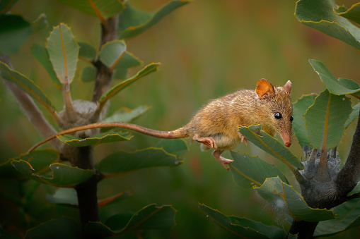 Honey Possum or noolbenger Tarsipes rostratus tiny marsupial feeds on the nectar and pollen of yellow bloom, important pollinator for Banksia attenuata and coccinea and Adenanthos cuneatus.