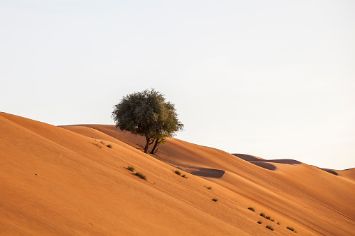 desert tree, wahiba sands, oman.