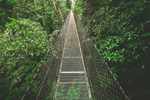 hanging bridge in the rainforest of costa rica.