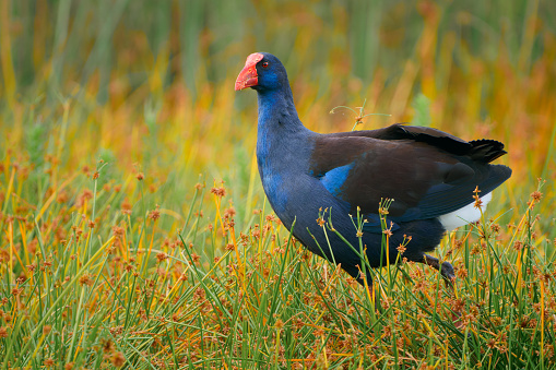 Australasian swamphen (Porphyrio melanotus), a beautiful interesting wetland bird. Colorful bird, blue with red beak with nice green and orange background photographed in the evening sun.