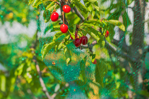 Close up view of cherry berries on tree covered with bird netting.