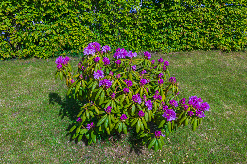 Beautiful view of garden with bush blooming purple rhododendrons flowers.