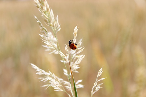 Red ladybug standing on a branch of wheat. Beautiful close up of nature. Ladybird insect in spring or summer