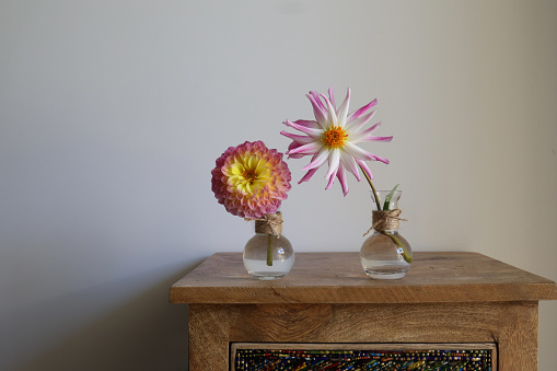 Two perfect dahlia or different varieties sit in glass bud vases atop a wooden cabinet. One type is an orchid dahlia. The second is a semi formal decorative dahlia.