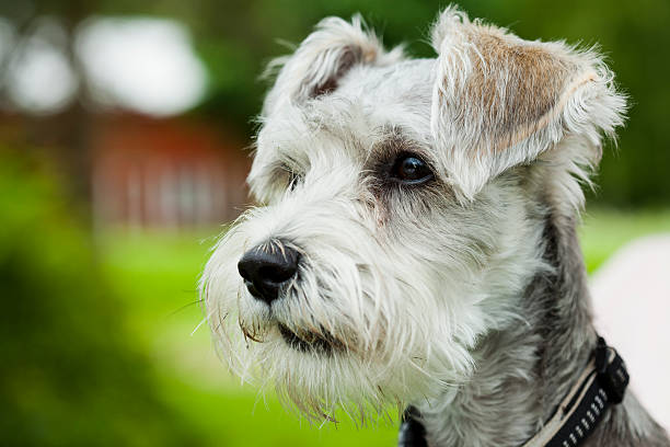 istock Dog outdoors 150942824