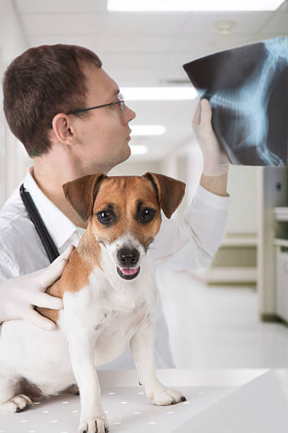 veterinario con cane e radiografia - vet x ray veterinary medicine x ray image foto e immagini stock