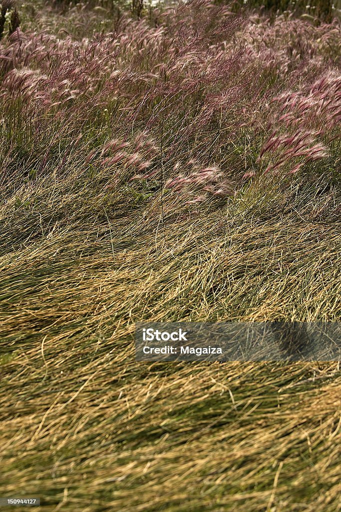 Herbes sauvages steppe dans patagonic. - Photo de Argentine libre de droits