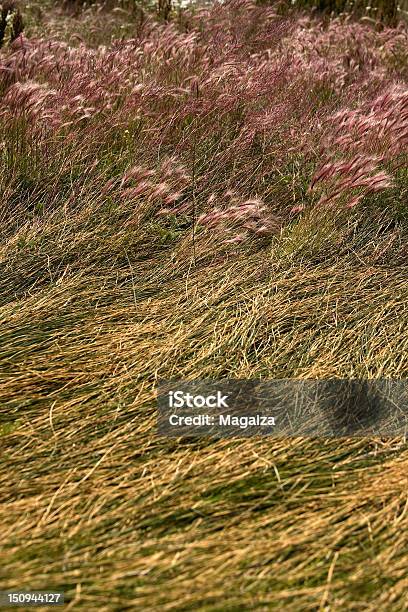 Photo libre de droit de Herbes Sauvages Steppe Dans Patagonic banque d'images et plus d'images libres de droit de Argentine - Argentine, Caractéristiques de la terre, El Calafate