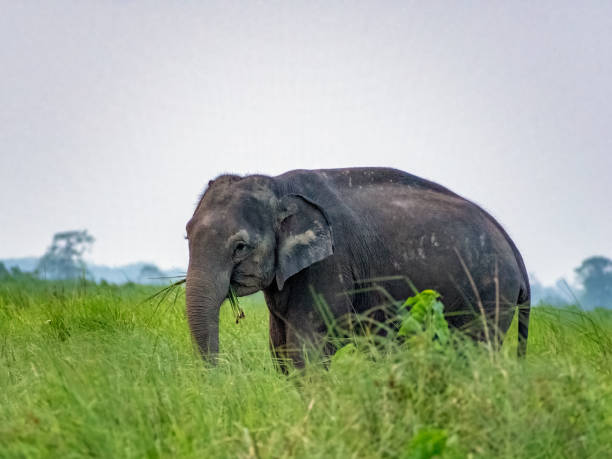 istock A male Asian elephant is standing in the grass. 1509443581