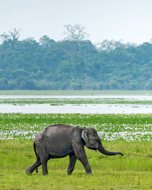 istock Asian elephant walking in Kaziranga National Park. 1509444193