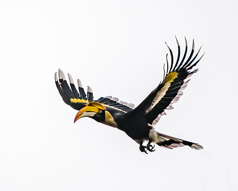Great Hornbill flying isolated on white background.