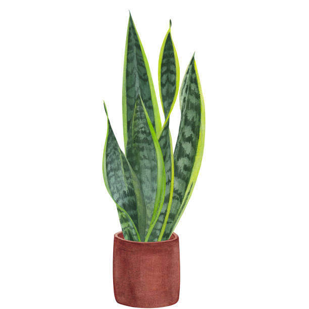 istock Watercolor leaves, stems and shoots of sansevieria 1509446491