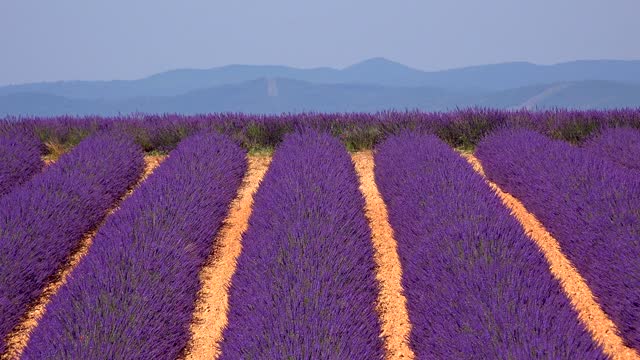 Plateau de Valensole lavender field at sunset in Haute Alpes Provence Cote d'Azur