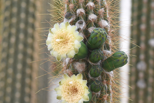 Red Torch Cactus close up; Botanical Garden, Phoenix, AZ