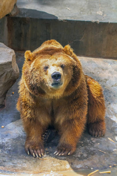 istock Grizzly Bear in the Zoo 1509458719