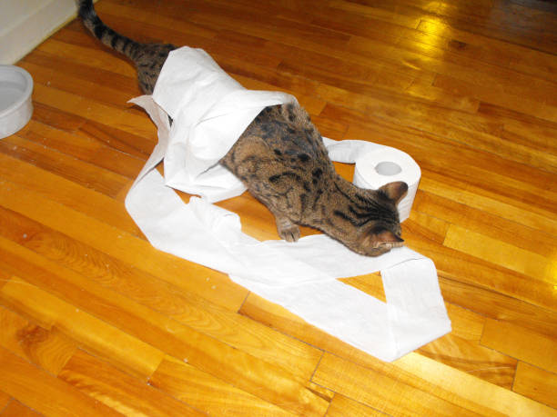 istock Cat in toilet paper 1509460830