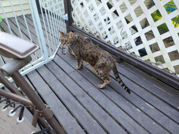 istock Savannah by deck fence 1509462238