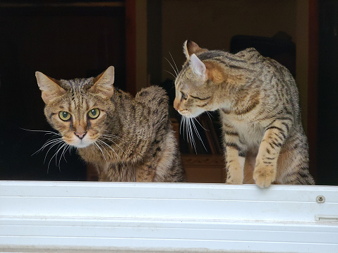 A F3 savannah cat and a highlander kitten peeking out an open window.