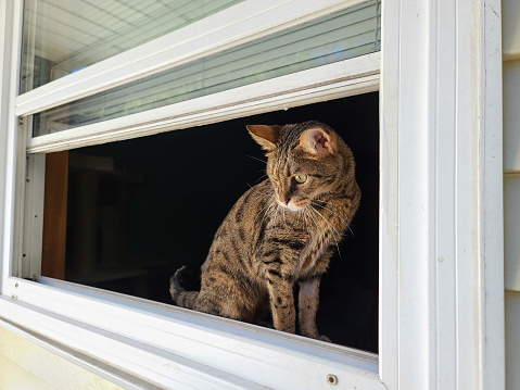 A F3 savannah cat standing in an open window.