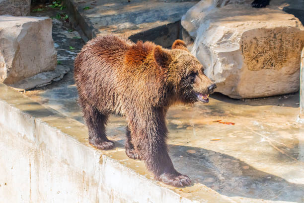 istock Grizzly Bear in the Zoo 1509471773