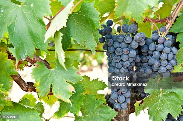 Tomates De Uvas - Fotografias de stock e mais imagens de Agricultura - Agricultura, Ao Ar Livre, Califórnia