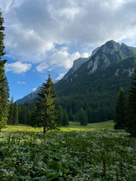 istock Costila Meadow, Bucegi Mountains, Romania 1509498255